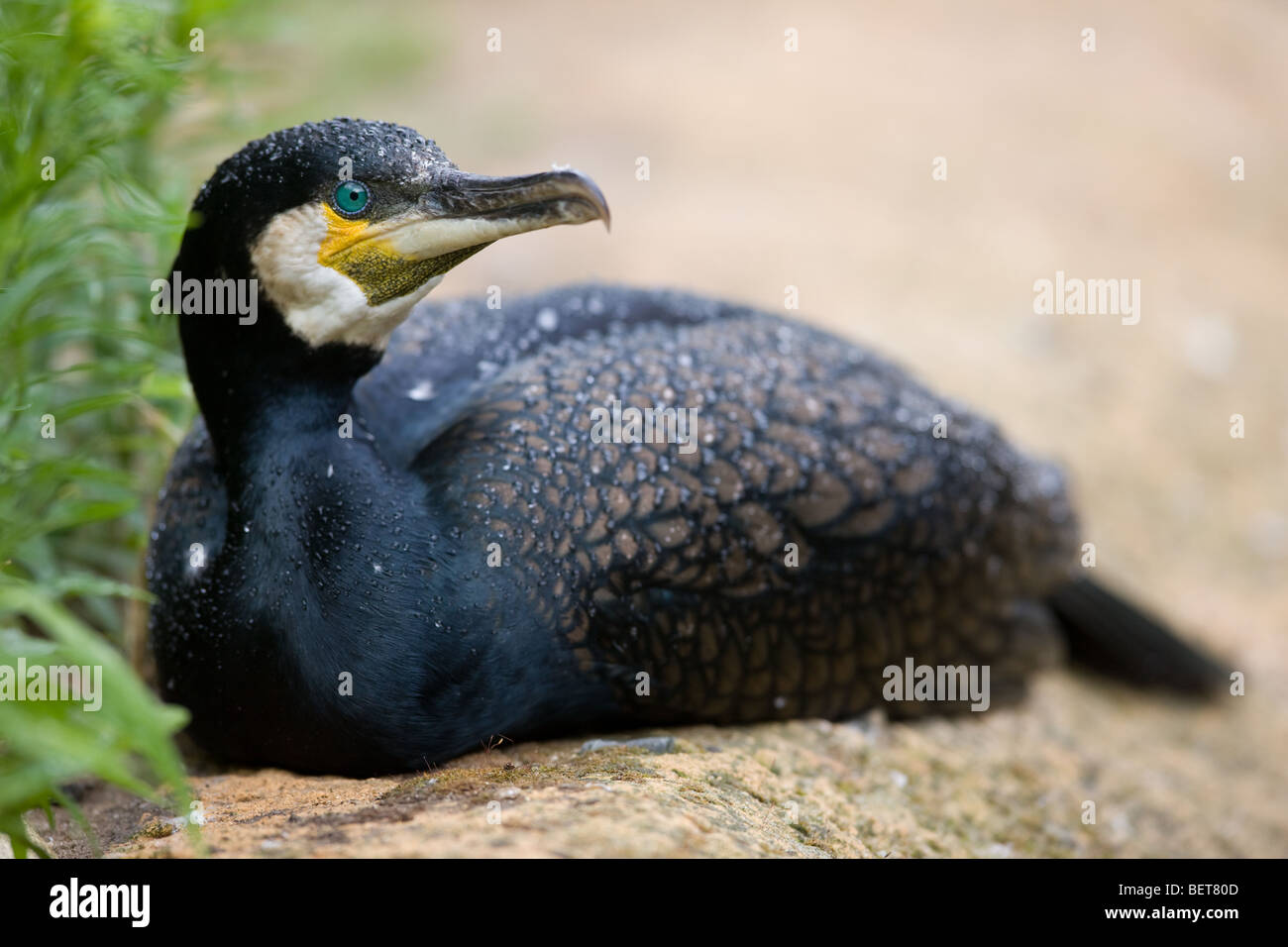 Great Cormorant with wet feathers after rain - Phalacrocorax carbo Stock Photo