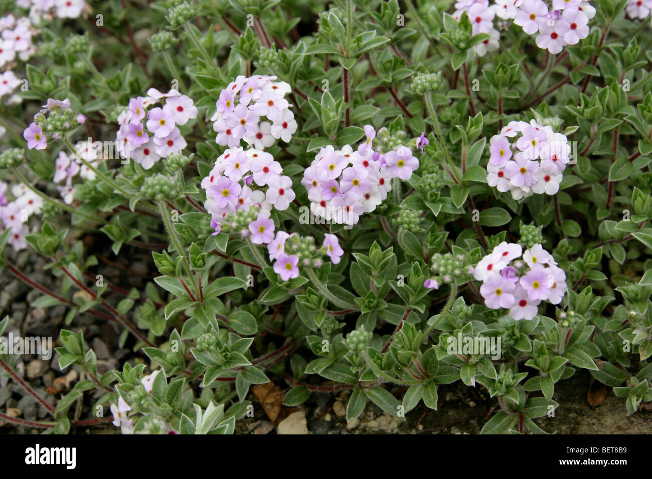 Rock Jasmine, Androsace lanuginosa, Primulaceae, Himalayas, Asia Stock Photo
