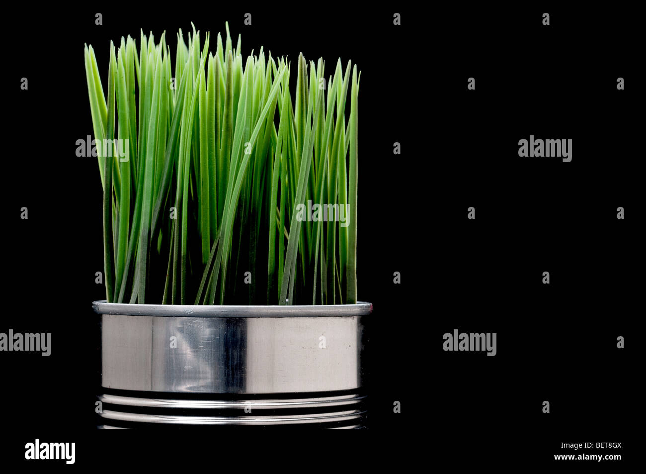 Green grass growing from a recycled aluminum can Stock Photo