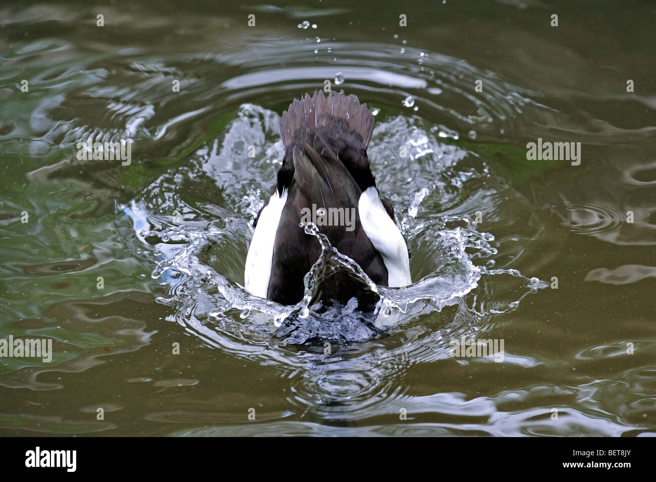 Tufted duck (Aythya fuligula) male diving in pond Stock Photo