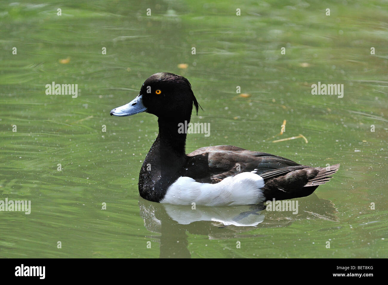 Tufted duck (Aythya fuligula) male swimming in pond Stock Photo
