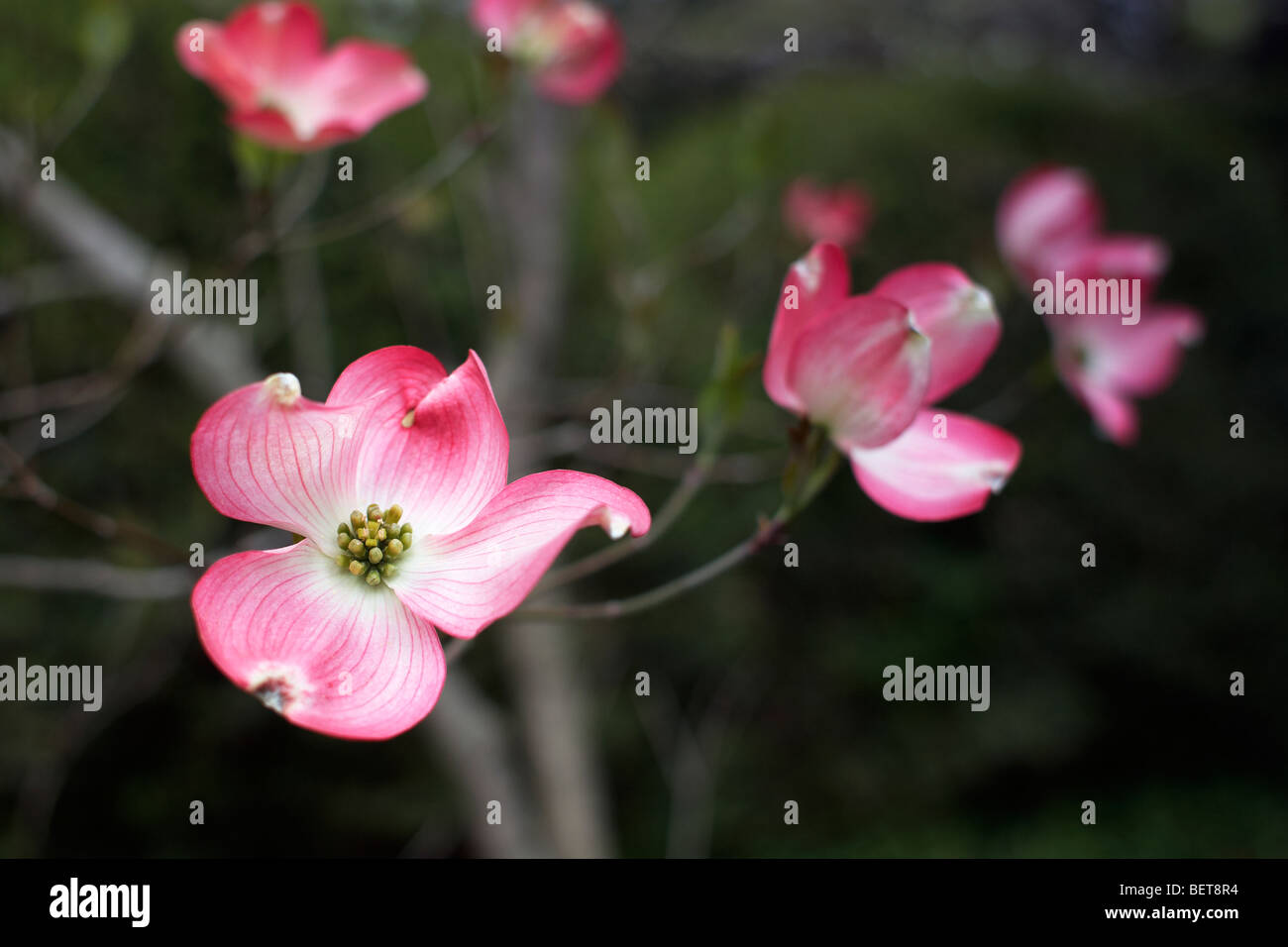 Pink flowering dogwood, Cornus florida. Stock Photo