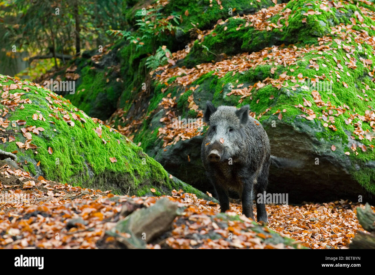 Heavy Rocks Boar Rock rocks forest hi-res stock photography and images - Alamy