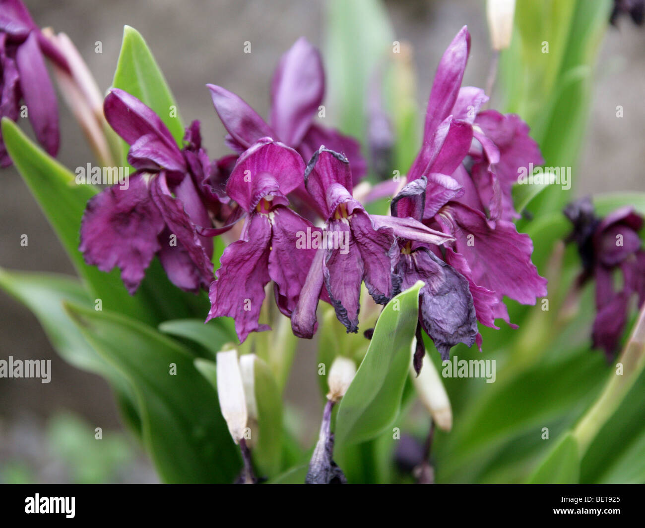 Roscoea wardii, Zingiberaceae, China, Assam, Burma, Asia Stock Photo