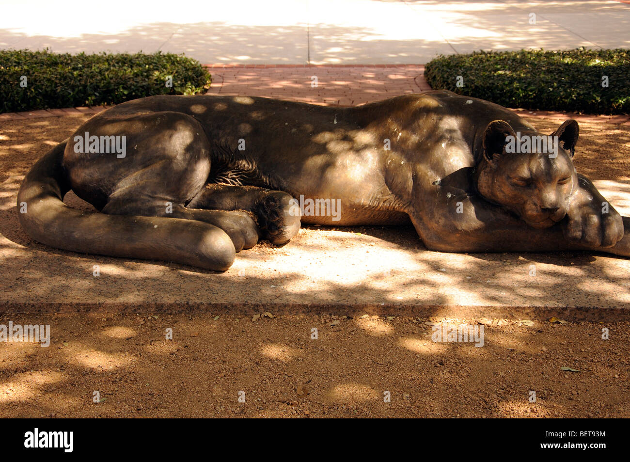 Sleeping panther statue in Fort Worth, Texas Stock Photo Alamy