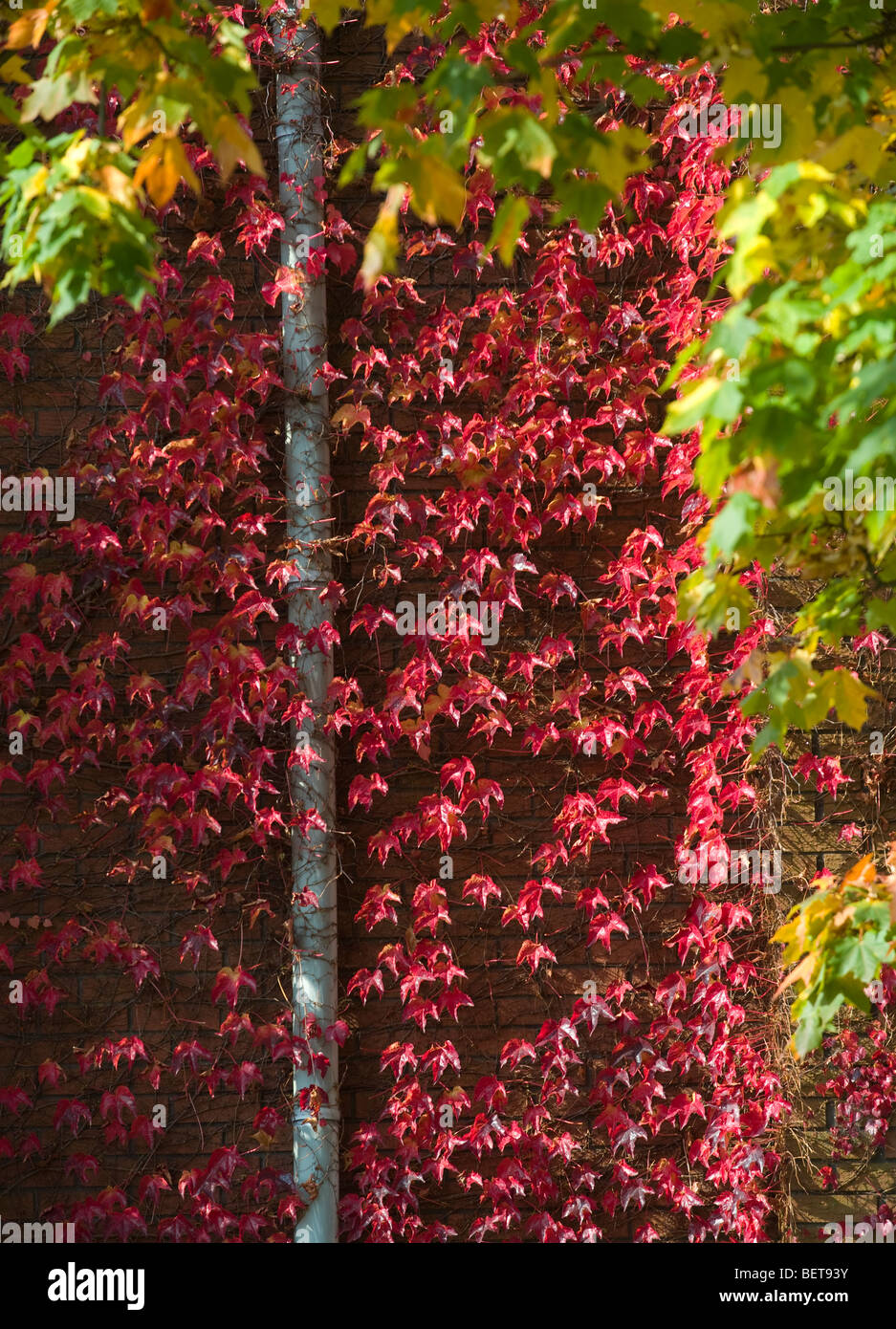 Rich Autumn colours of Red, Gold and Green blaze in the low afternoon Sun Stock Photo