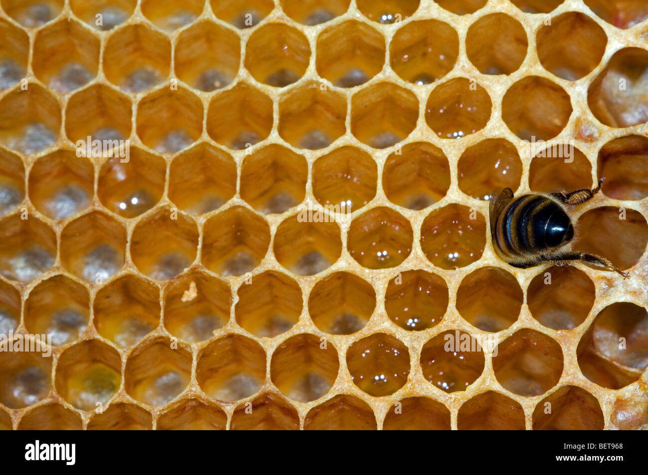 Honey bee worker (Apis mellifera) in cell of comb inside hive, Belgium