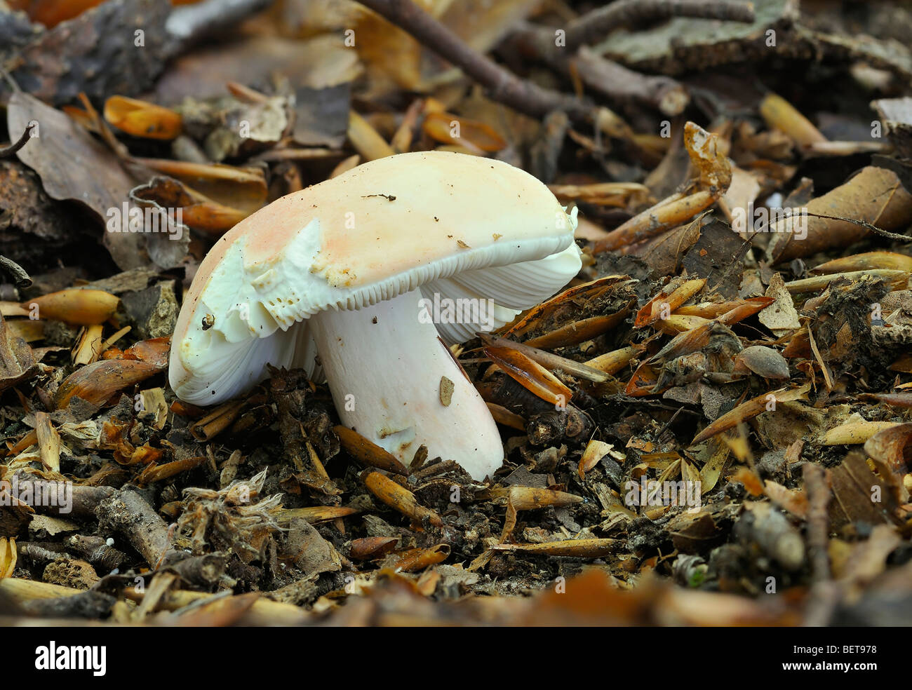 The Flirt fungus - Russula vesca Stock Photo