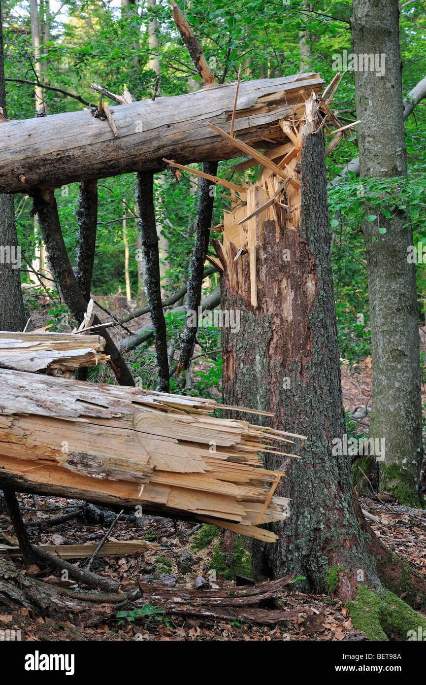 Broken tree trunks, storm damage in forest after hurricane passage ...