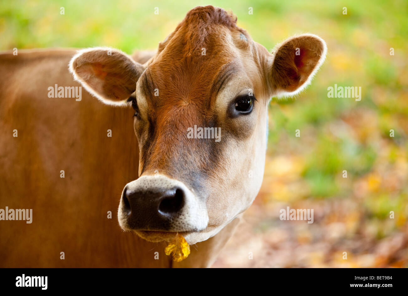 Jersey cow with her favorite leaf - South Woodstock Vermont USA Stock Photo