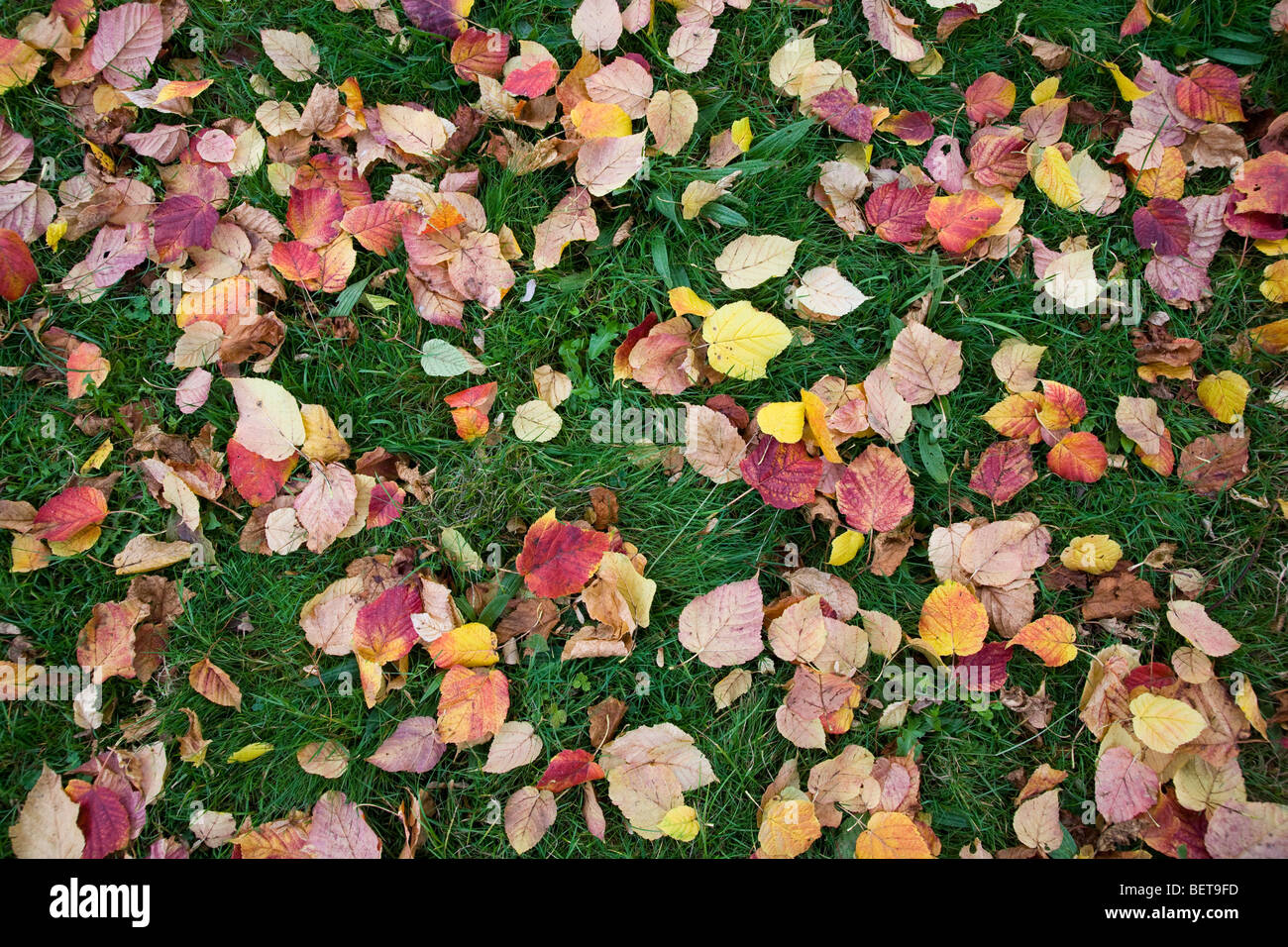 Fallen Autumn leaves Stock Photo - Alamy