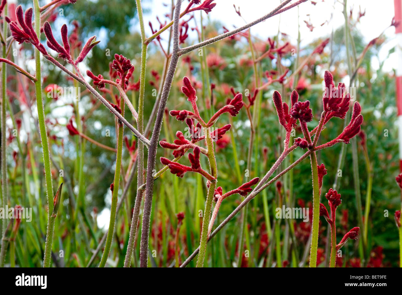 big-red-kangaroo-paw-australia-stock-photo-alamy
