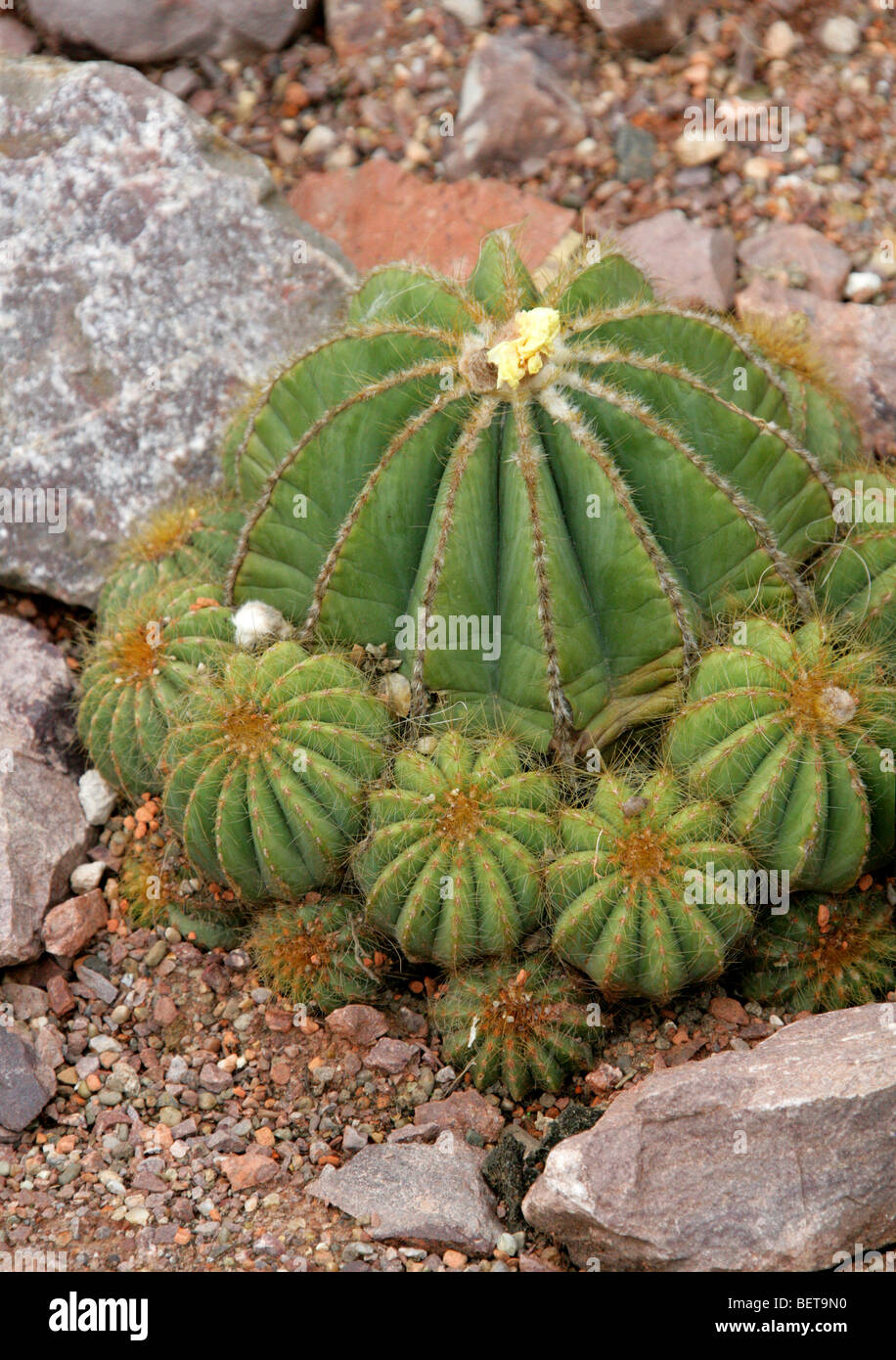 Parodia magnifica, Cactaceae, Southern Brazil, Uruguay, South America Stock Photo