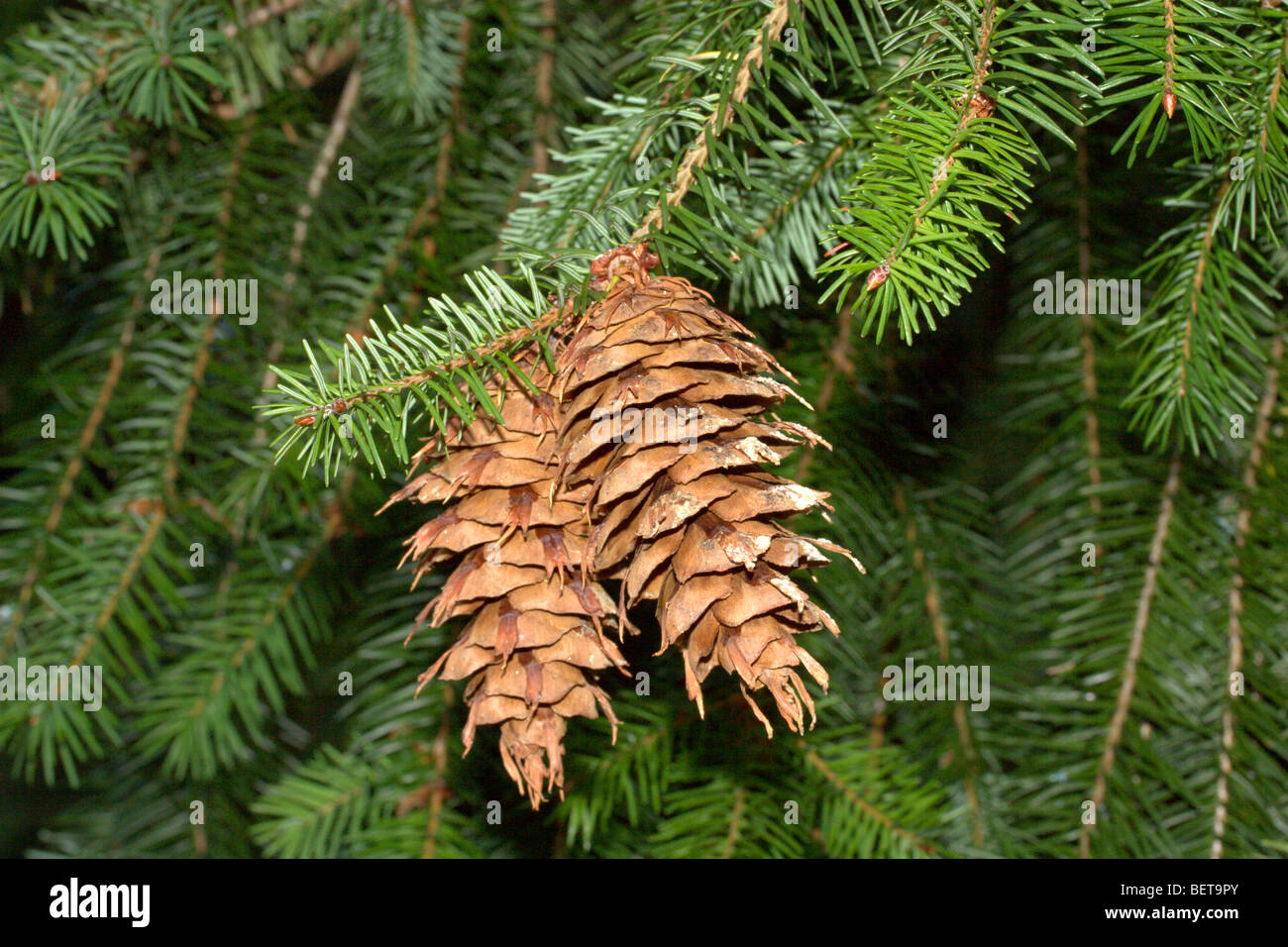 Coast Douglas-fir (Pseudotsuga menziesii) Stock Photo