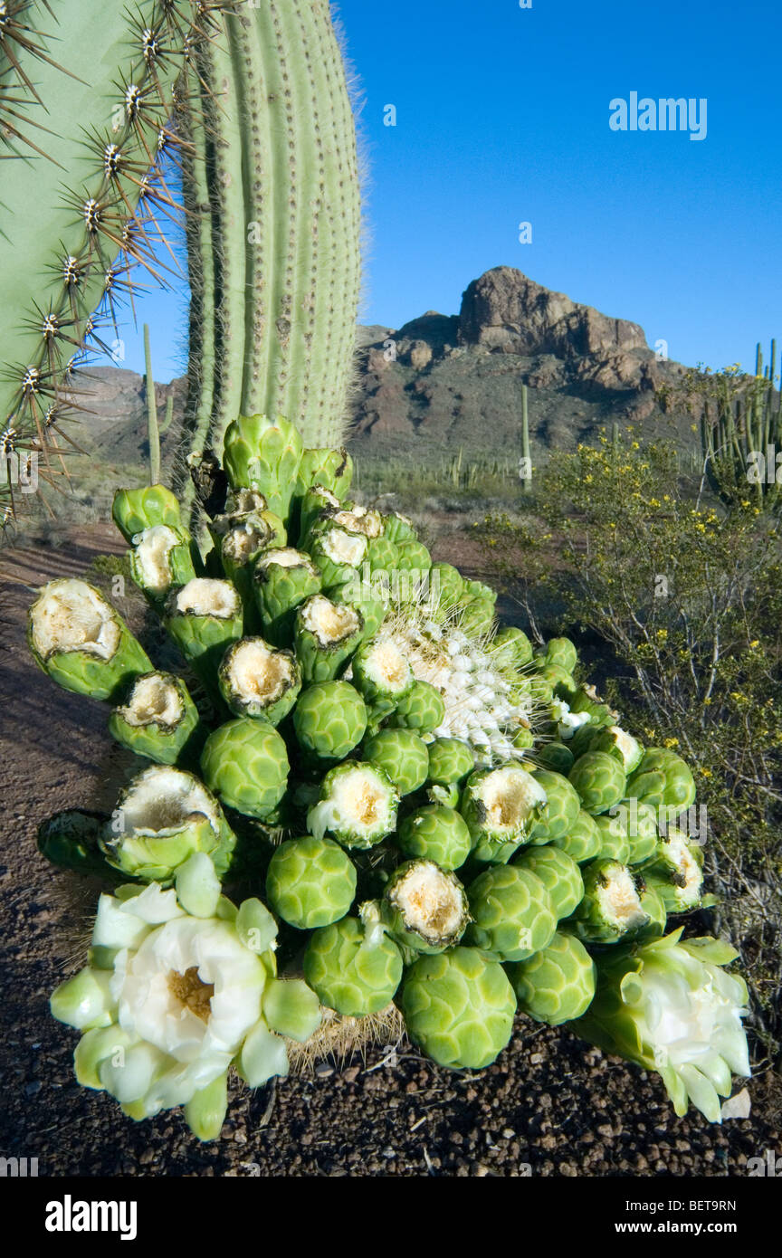 Saguaro cactus (Carnegiea gigantea) buds and flowers in the Sonoran desert, Organ Pipe Cactus National Monument, Arizona, US Stock Photo