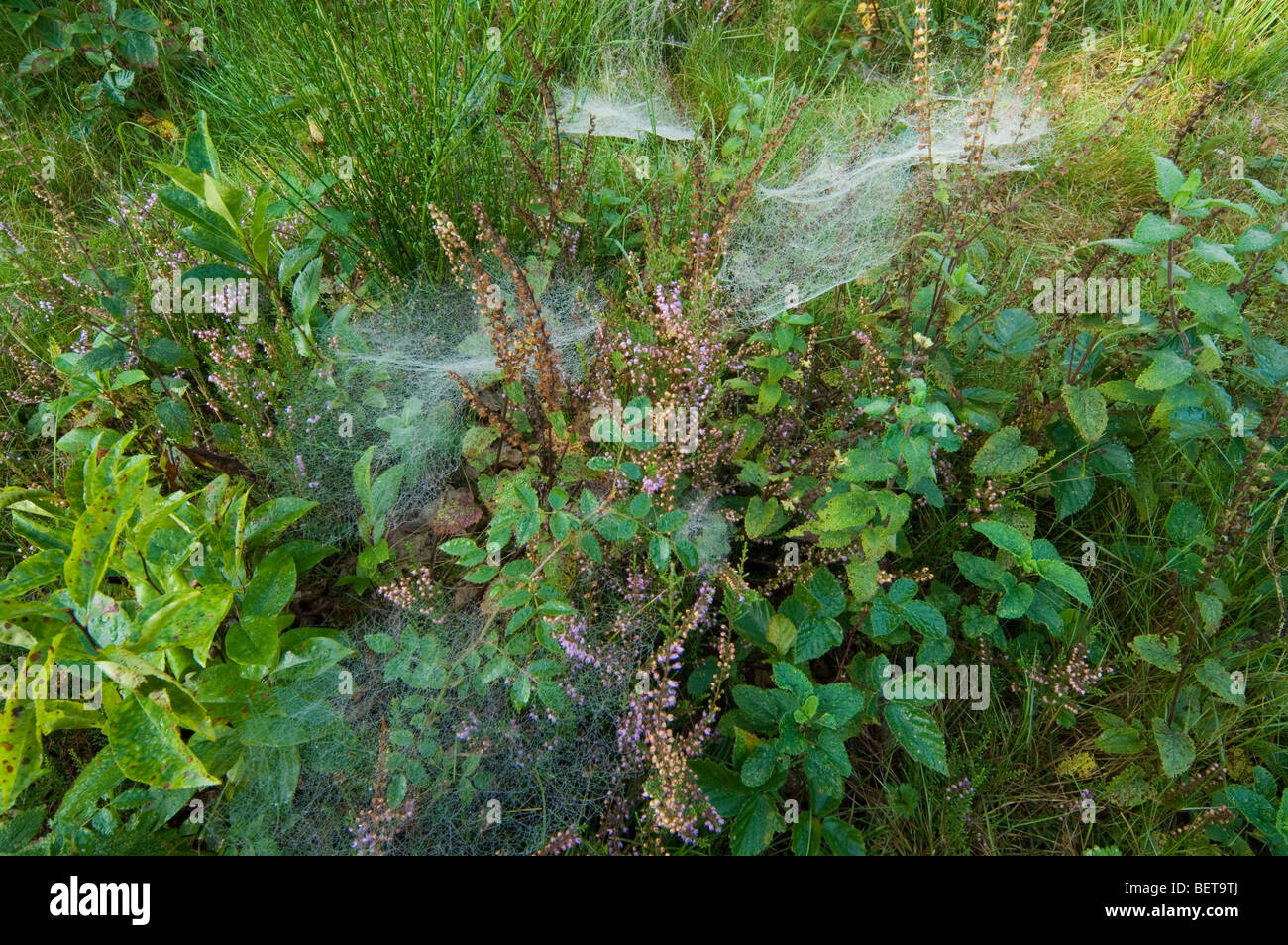 Spider webs covered in dew, Belgium, Europe Stock Photo