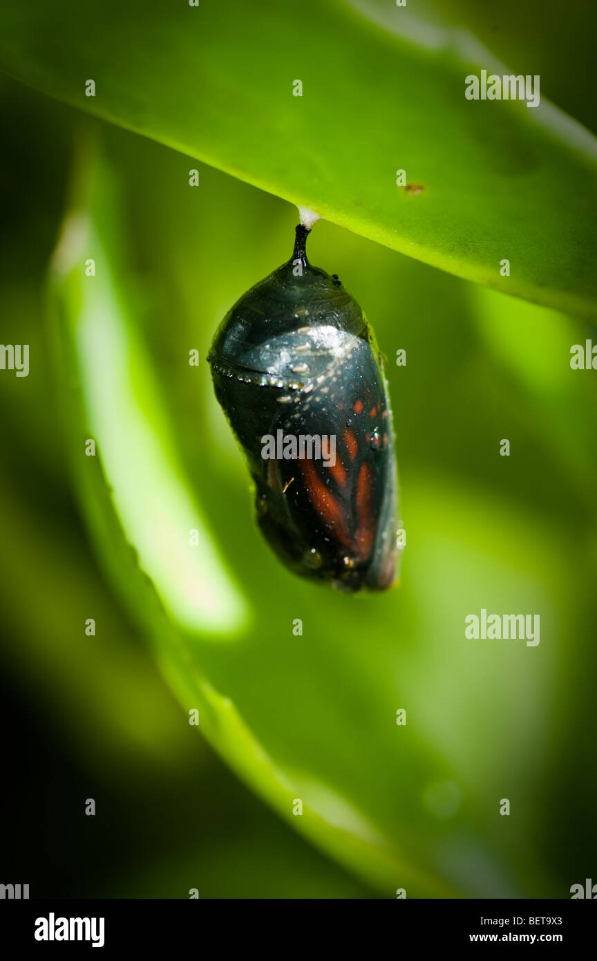 Cocoon of a Monarch Butterfly Stock Photo Alamy
