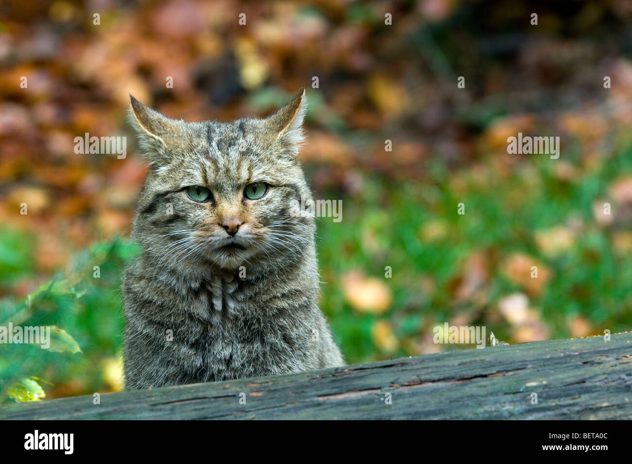 Wild cat (Felis silvestris) in autumn forest Stock Photo - Alamy