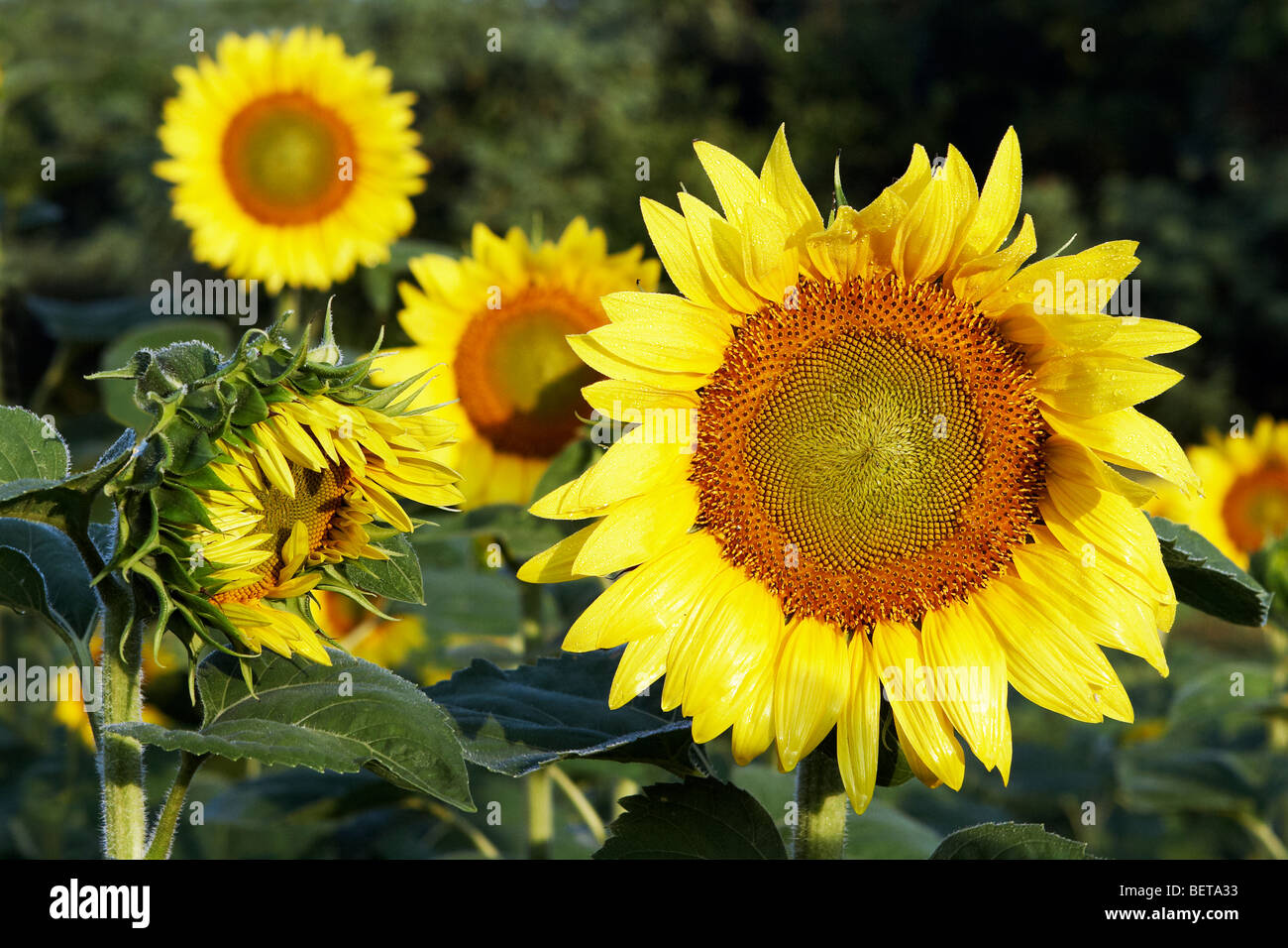 A group of sunflowers in the morning sun Stock Photo Alamy