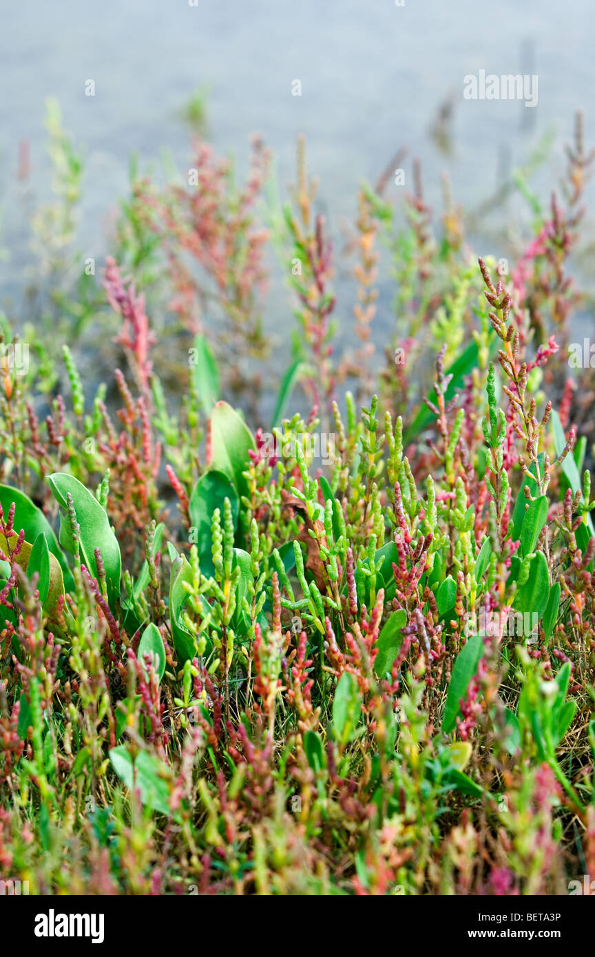 Marsh samphire / Glasswort (Salicornia europaea) on salt marsh turning red, Belgium Stock Photo