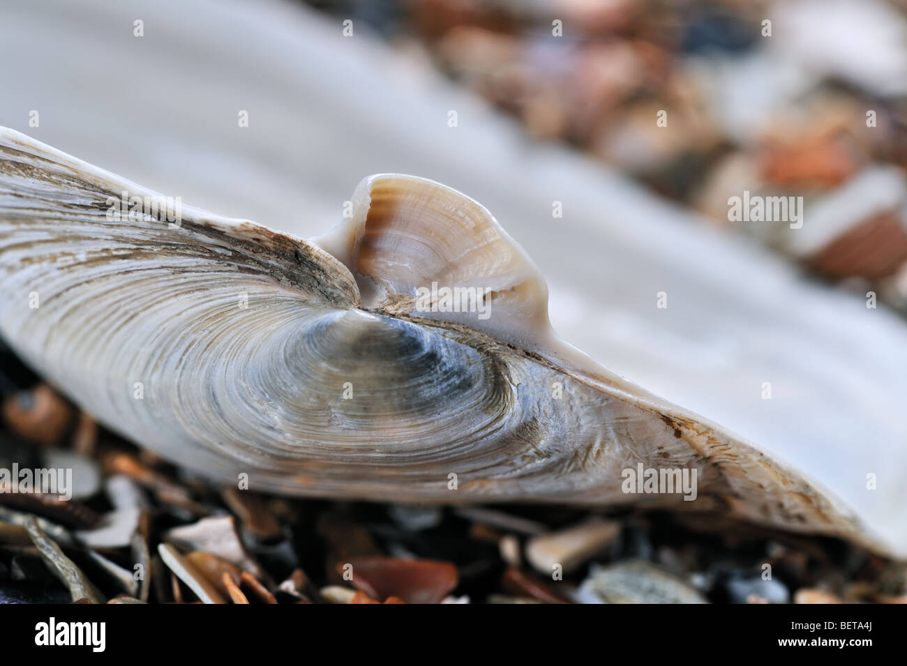 Detail of Blunt gaper (Mya truncata) on beach showing chondrophore Stock Photo