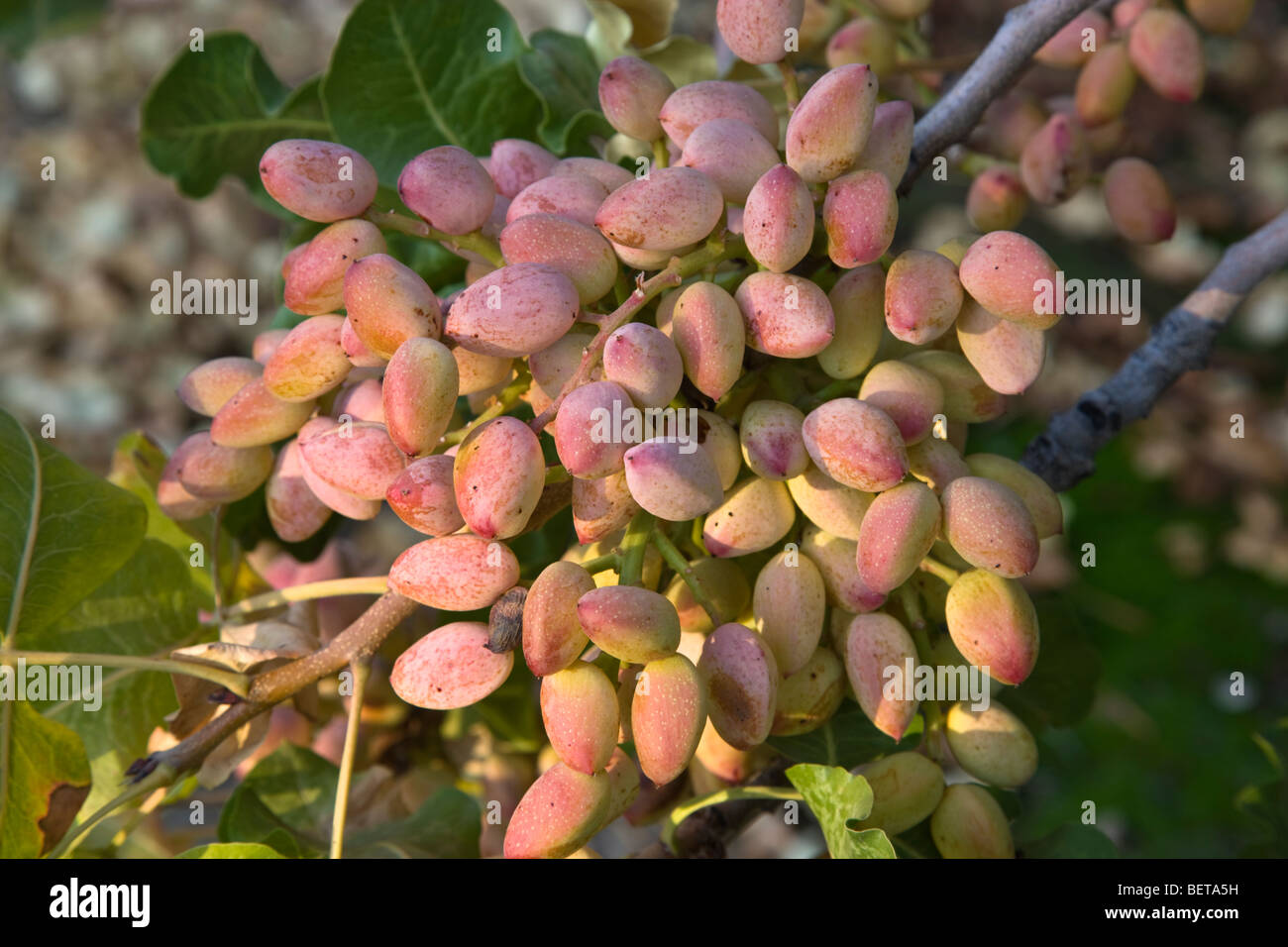 Pistachio Nuts maturing on branches Stock Photo