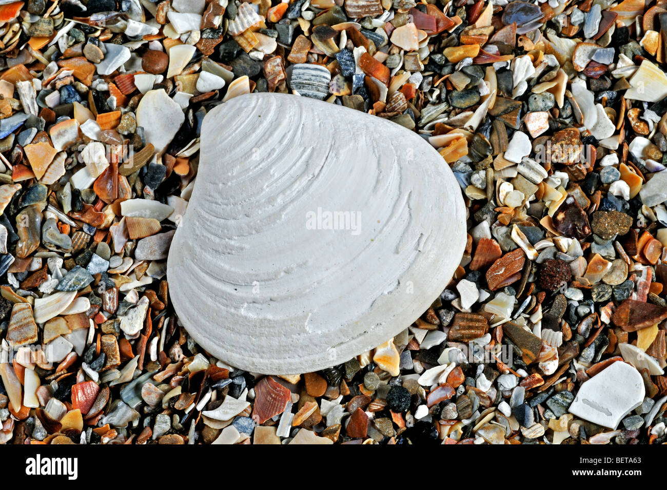 Fossil shell Astarte basteroti on beach, the Netherlands Stock Photo