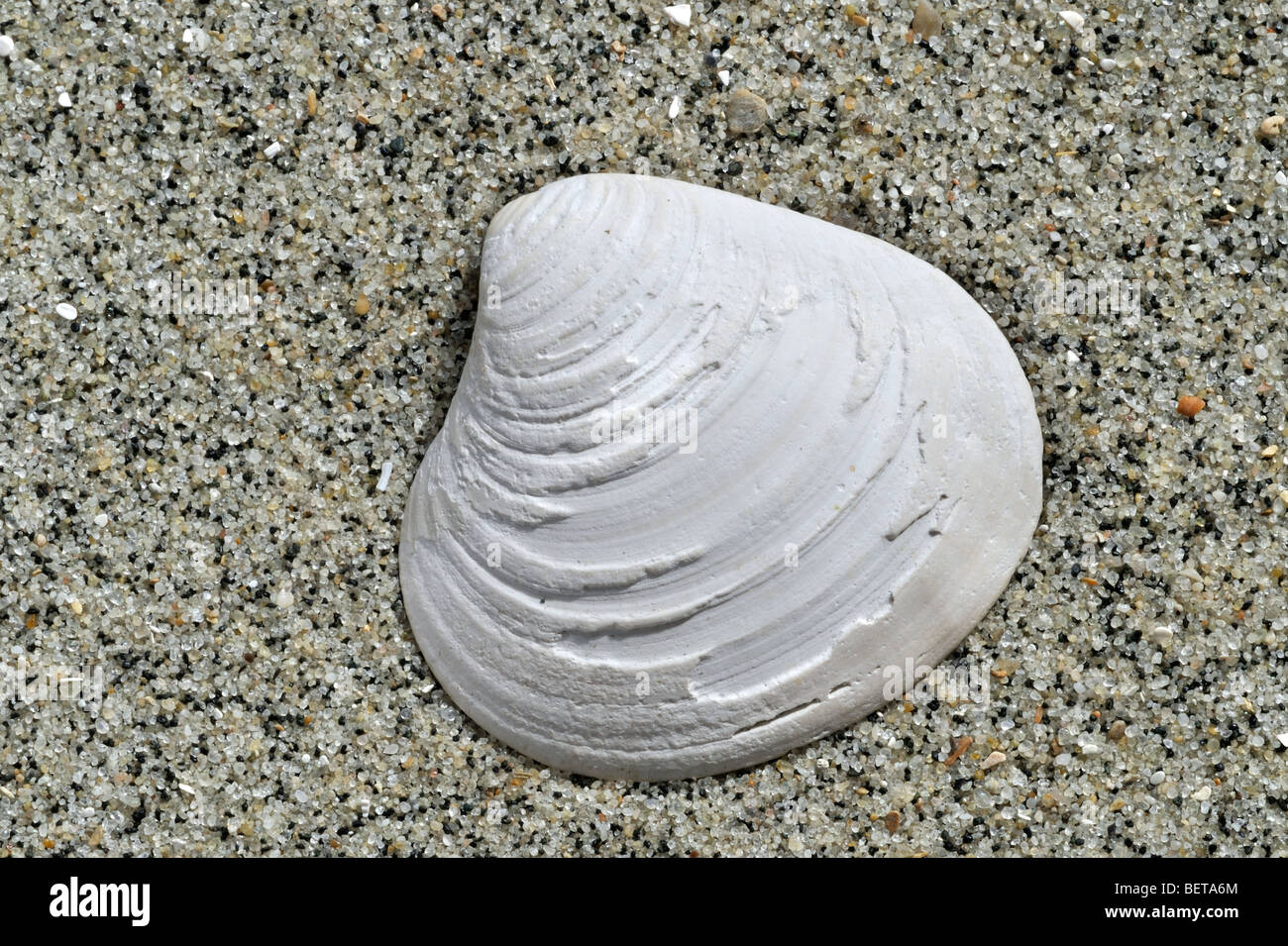 Fossil shell Astarte basteroti on beach Stock Photo