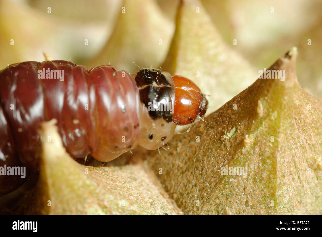 Caterpillar malaysia hires stock photography and images Alamy