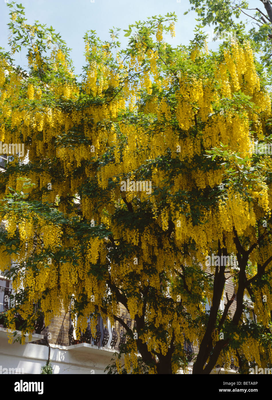 Close-up of laburnum tree with bright yellow flowers Stock Photo