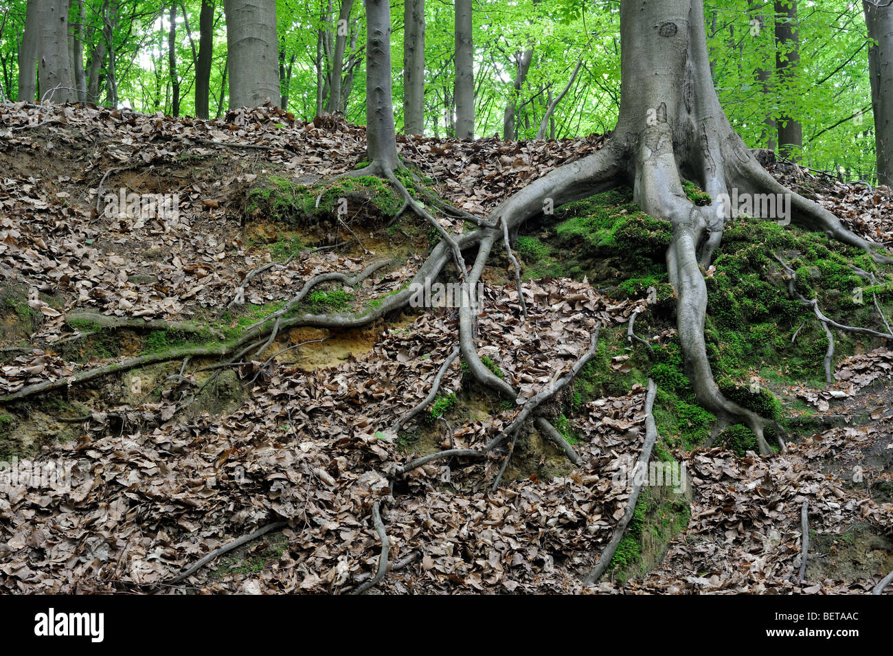 Exposed roots of European Beech tree (Fagus sylvatica) in broadleaf forest Stock Photo