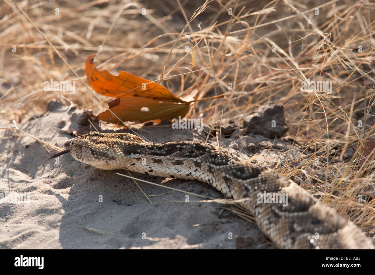 Large puff Adder tongue out smelling  Bitis arietans crawling on sand road traveled by tourist Safari Vehicles in Okavango Delta of Botswana  Africa Stock Photo