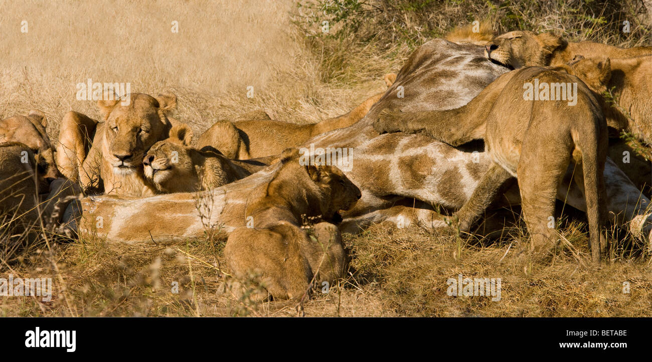 Panorama of lion pride feeding on giraffe prey, contented mother and cub lions rubbing heads smiling, open close-up view savanna in Okavango Botswana Stock Photo