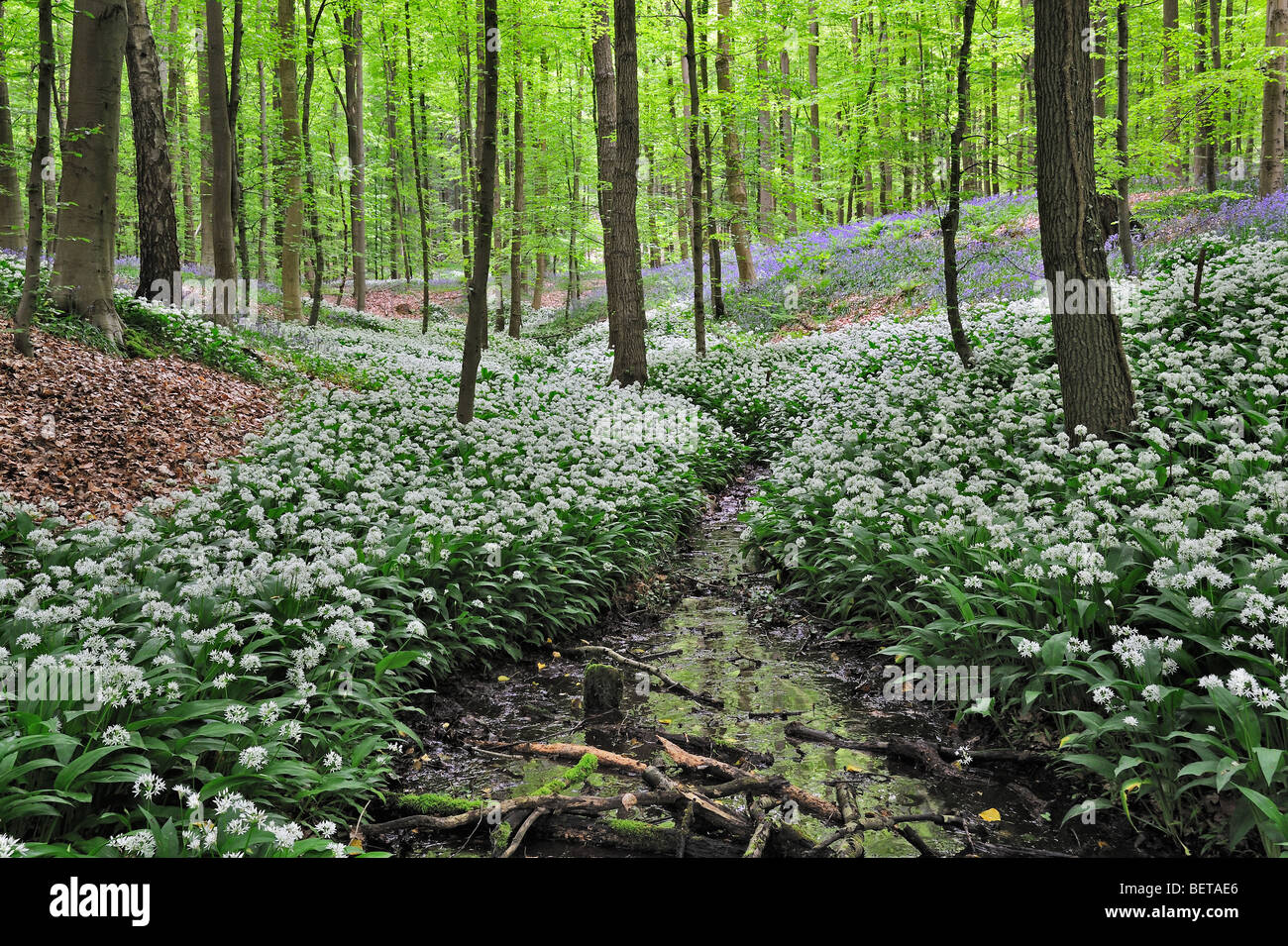 Wild garlic / Ramsons (Allium ursinum) and bluebells flowering along forest brook in beech deciduous woodland Stock Photo