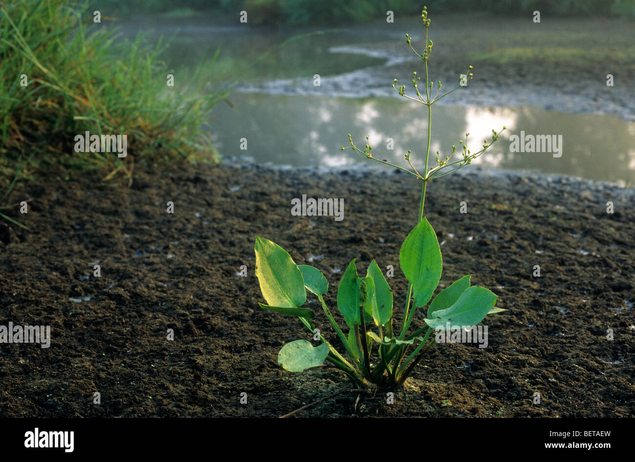 European waterplantain / common water plantain / maddog weed (Alisma