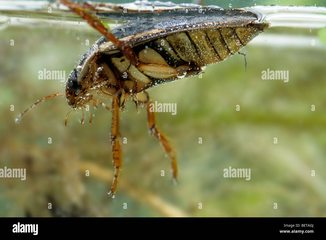 Great diving beetle (Dytiscus marginalis) breathing at surface in pond, Belgium Stock Photo