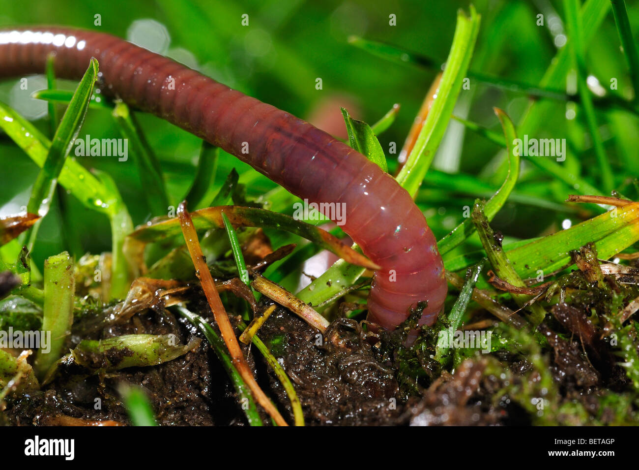 Common earthworm / lob worm (Lumbricus terrestris) burrowing into the ground in garden Stock Photo
