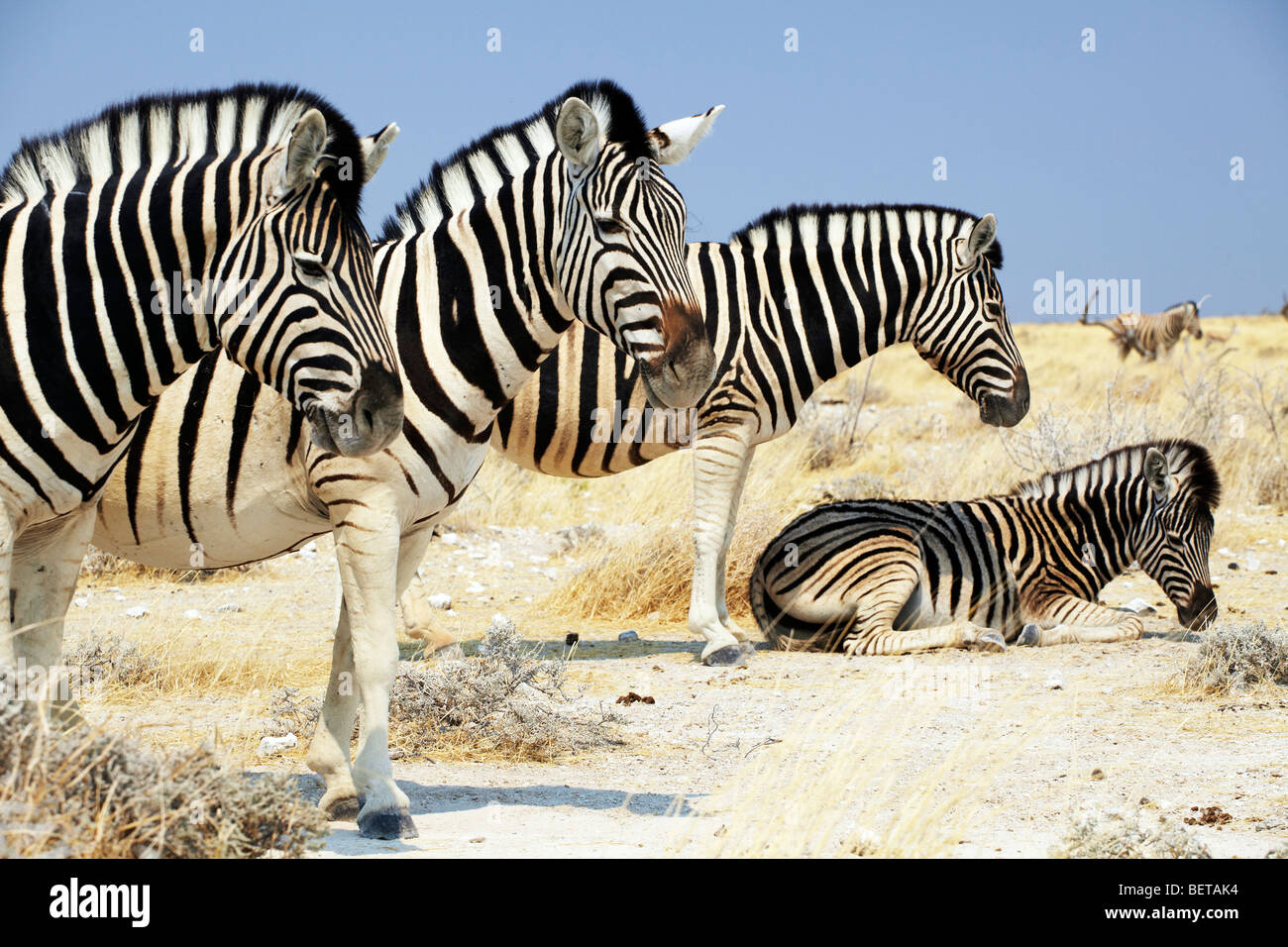 Namibia zebras hi-res stock photography and images - Alamy