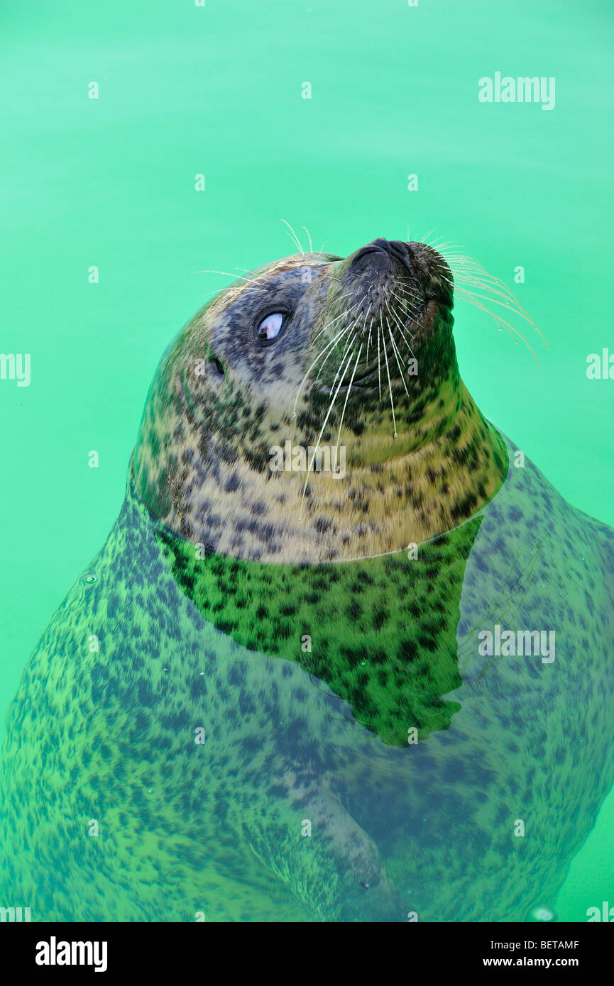 Seal shelter in the Netherlands Seal shelter in the Netherlands