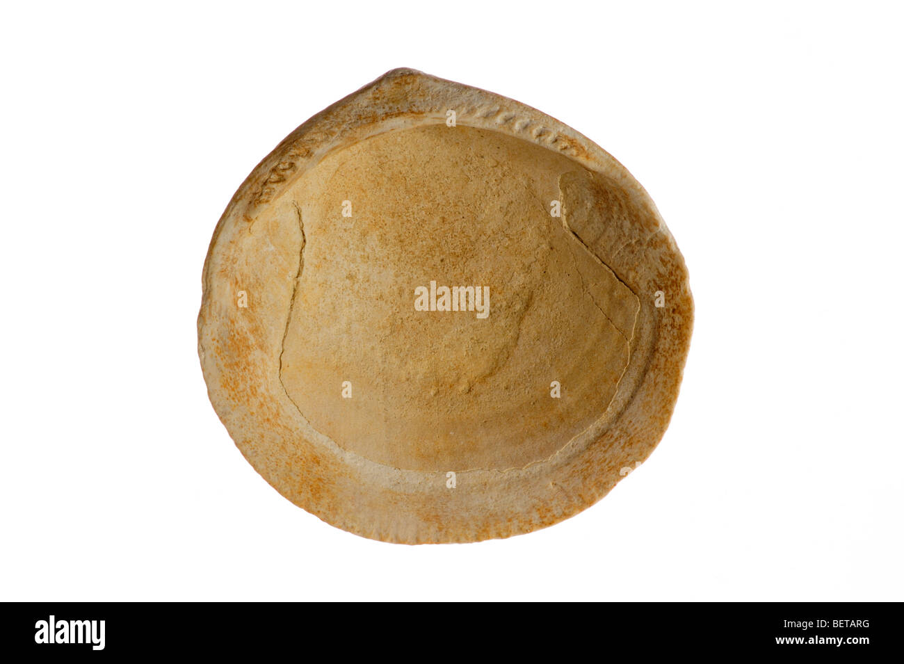 Fossil shell Glycemeris sp. on white background Stock Photo