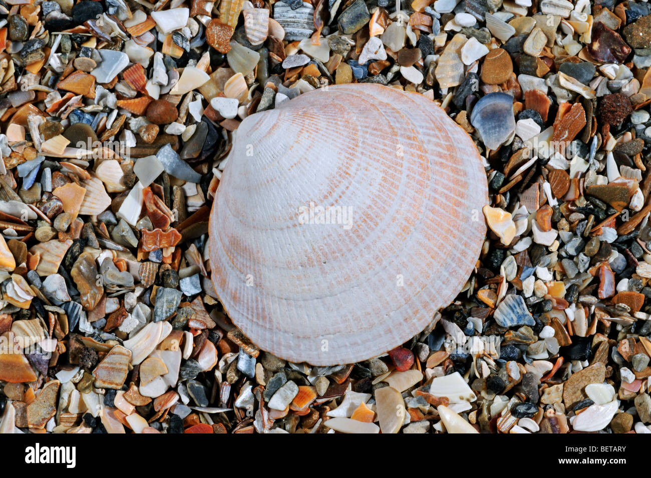 Fossil shell Glycemeris sp. on beach Stock Photo