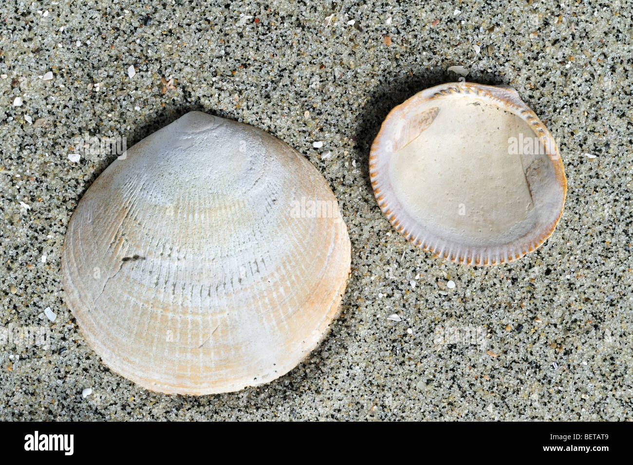 Fossil shells Glycemeris sp. on beach Stock Photo