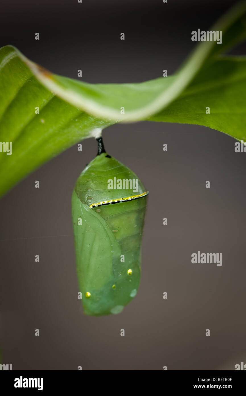 Monarch butterfly cocoon hires stock photography and images Alamy