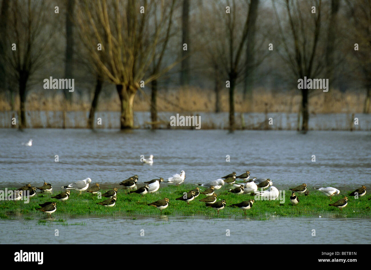 Birds gathering at flooded grasslands, Belgium Stock Photo