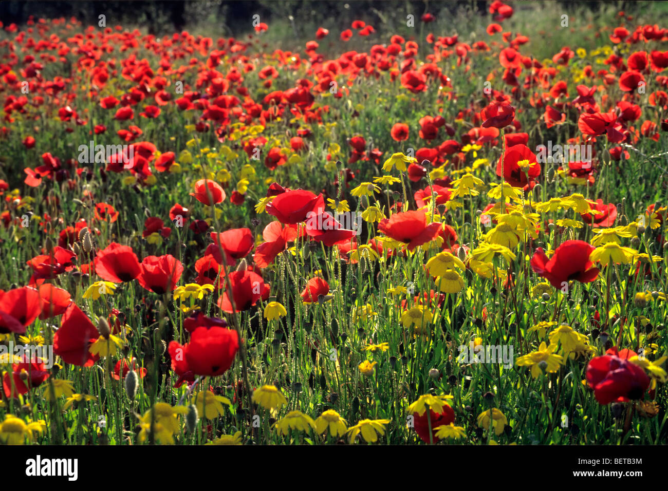 Field with wildflowers like poppies (Papaver rhoeas) and corn marigolds (Chrysanthemum segetum), Tuscany, Italy Stock Photo
