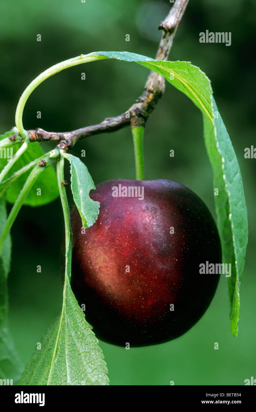 Plum on branch (Prunus domestica) hanging from tree, Belgium Stock Photo