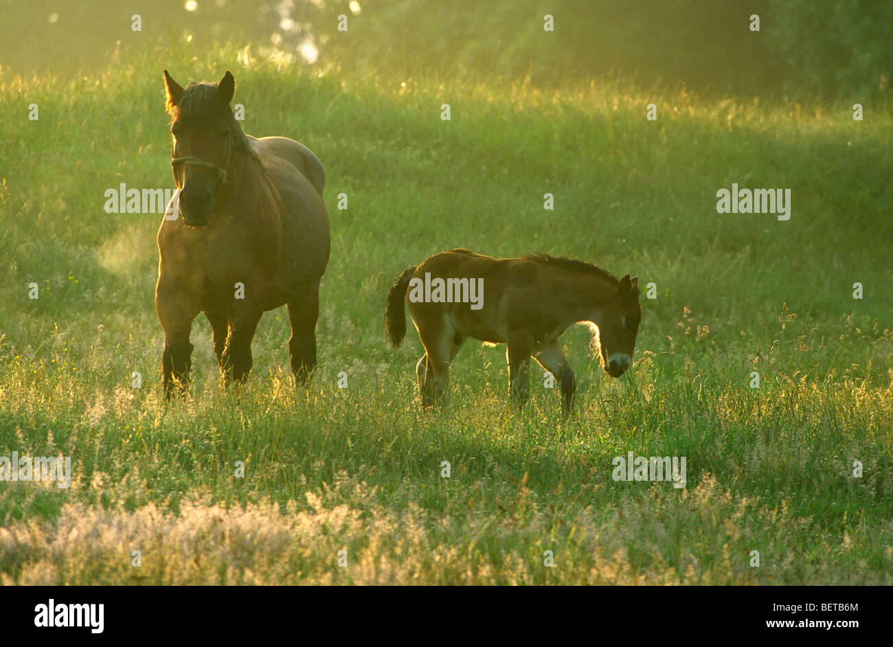 Brabant draught horse (Equus caballus) with foal in meadow at sunrise, Belgium Stock Photo