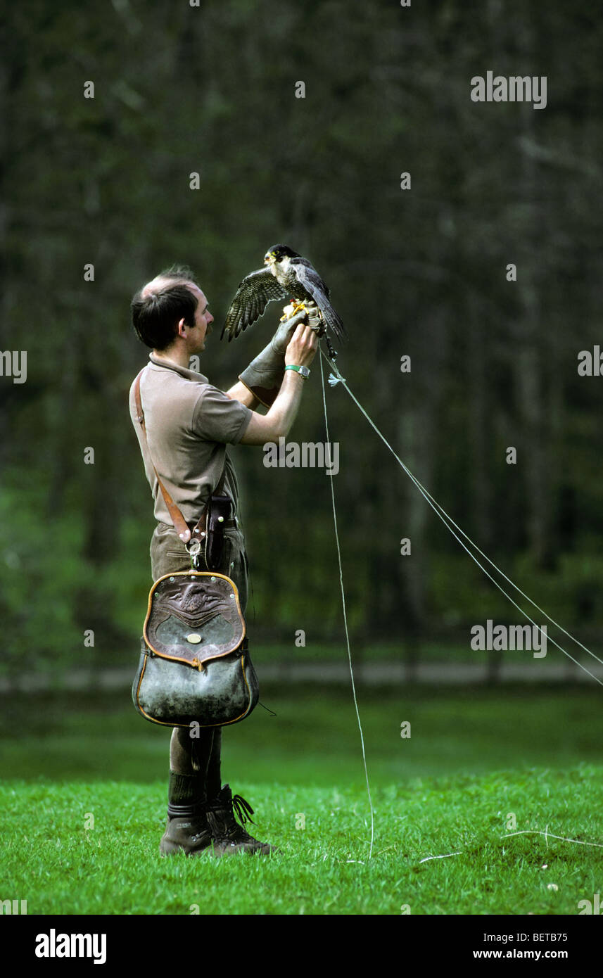 Bird of prey with creance landing on arm of falconer wearing gauntlet during falconry training