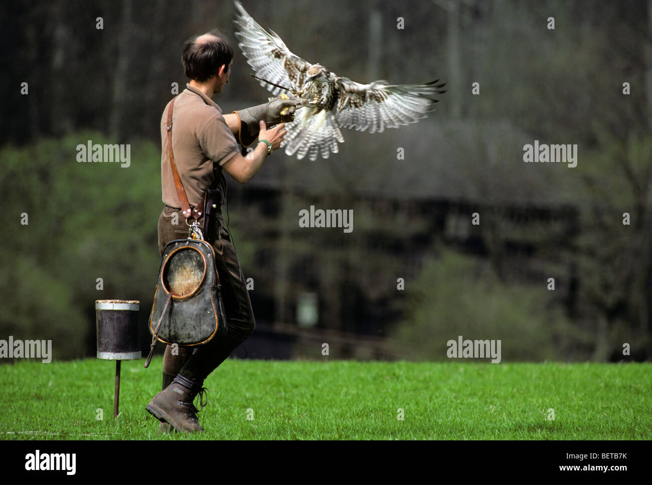 Bird of prey landing on arm of falconer wearing gauntlet during falconry training Stock Photo