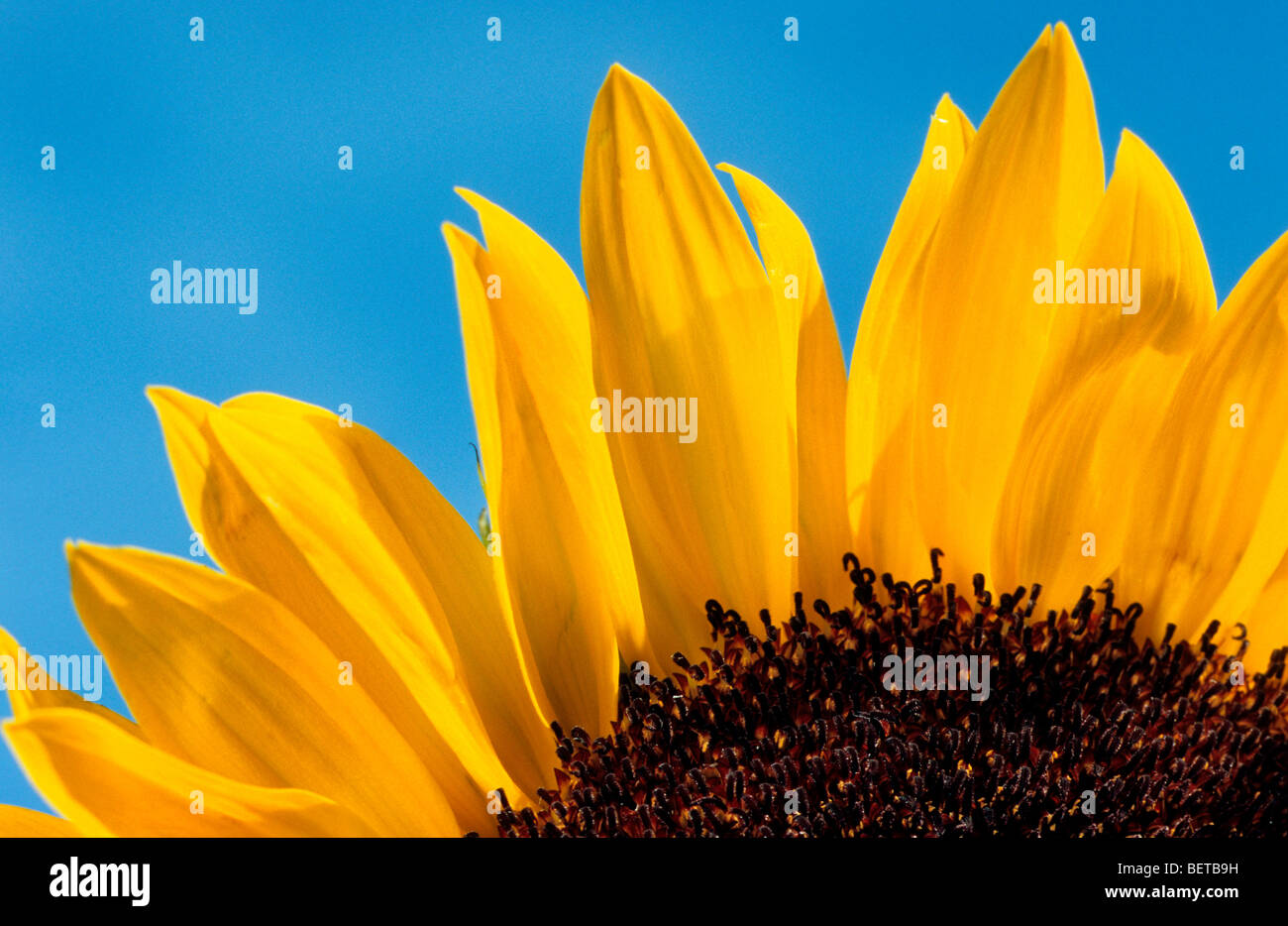 Detail of sunflower (Helianthus annuus), Europe Stock Photo